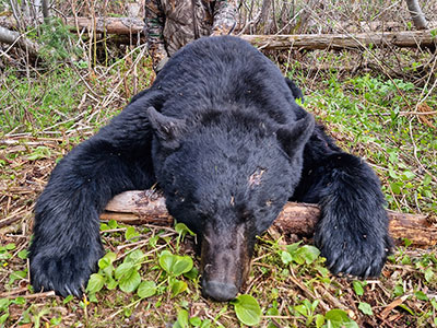 Bear Hunting in BC