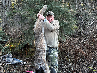 Lynx Hunt in BC