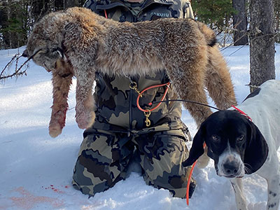 Canada Lynx Hunting