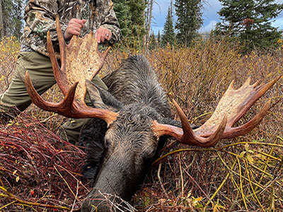 Canada Moose Hunting