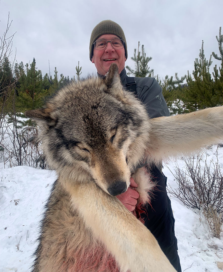 Wolf Hunts in BC Canada