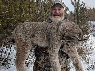 Canadian Lynx Hunts in BC