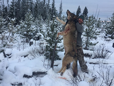 Winter Wolf and Predator Hunts