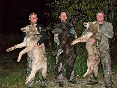 Wolf and Predator Hunts in BC