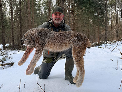 Lynx Hunt in BC