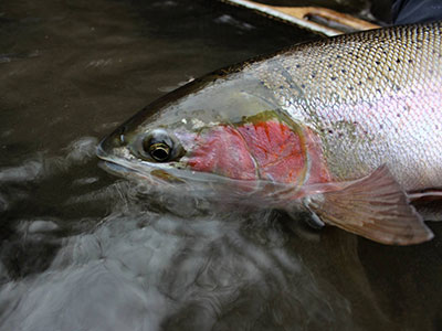 BC Fly Fishing Adventures