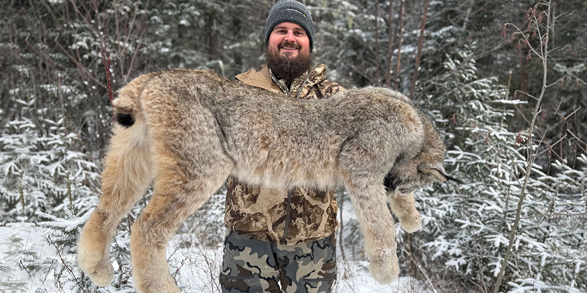 Winter Lynx Hunt